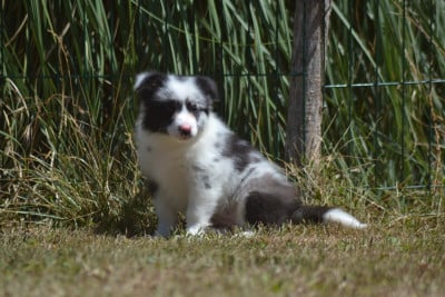 Les chiots de Border Collie