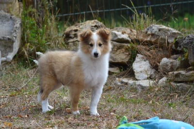 Les chiots de Shetland Sheepdog