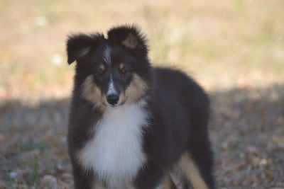 Les chiots de Shetland Sheepdog