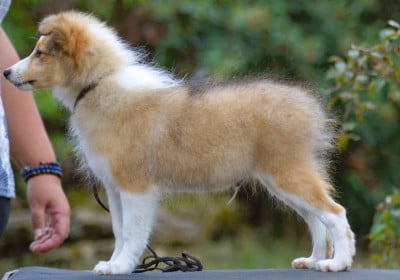 Les chiots de Shetland Sheepdog