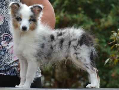 Les chiots de Shetland Sheepdog