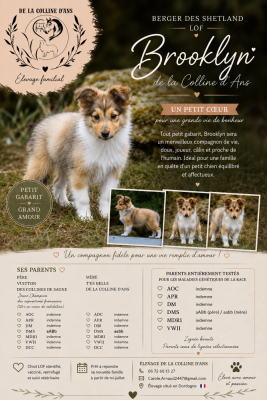 Les chiots de Shetland Sheepdog