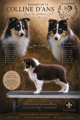 Les chiots de Shetland Sheepdog