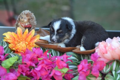 Les chiots de Shetland Sheepdog