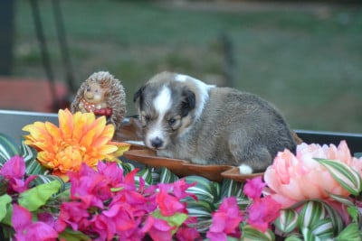 Les chiots de Shetland Sheepdog