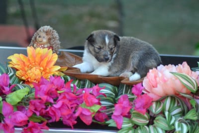 Les chiots de Shetland Sheepdog