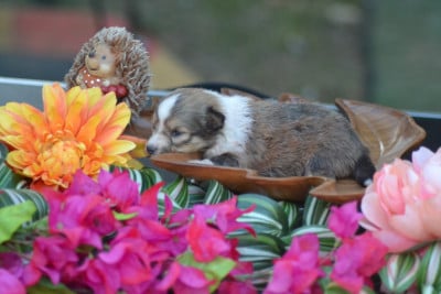 Les chiots de Shetland Sheepdog