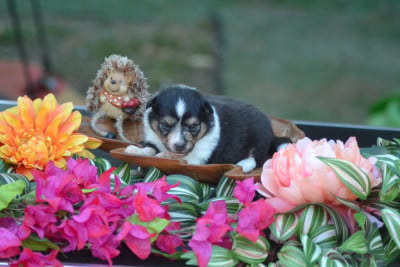 Les chiots de Shetland Sheepdog