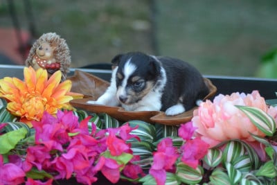 Les chiots de Shetland Sheepdog