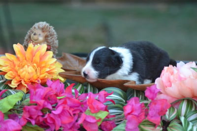 Les chiots de Border Collie