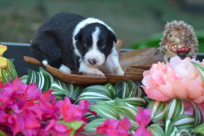 Les chiots de Border Collie