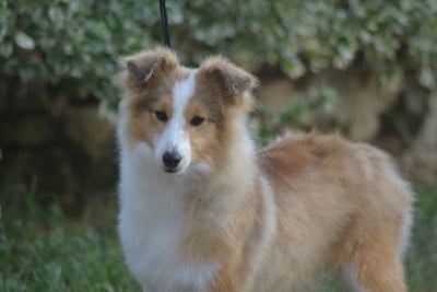 Les chiots de Shetland Sheepdog