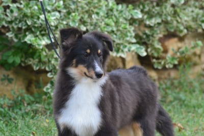 Les chiots de Shetland Sheepdog