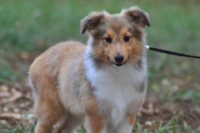 Shetland Sheepdog