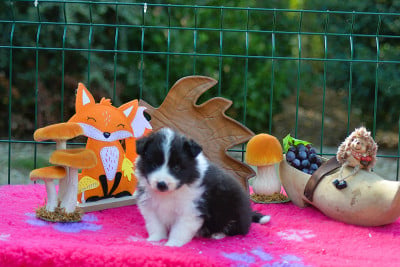 Les chiots de Border Collie