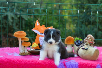 Les chiots de Border Collie