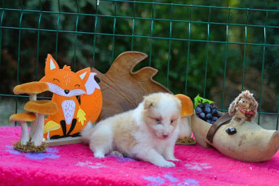 Les chiots de Border Collie
