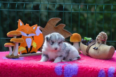 Les chiots de Border Collie