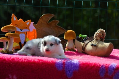 Les chiots de Border Collie