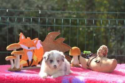 Les chiots de Border Collie