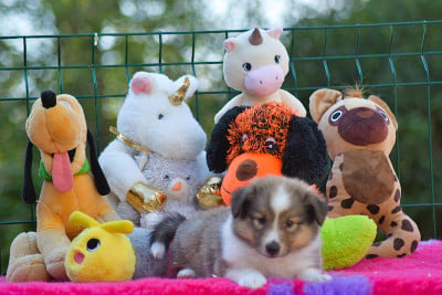 Les chiots de Shetland Sheepdog