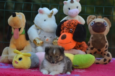 Les chiots de Shetland Sheepdog