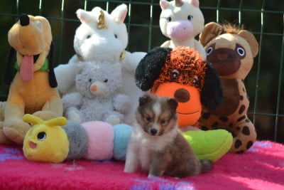 Les chiots de Shetland Sheepdog