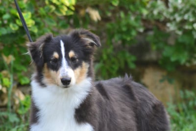 Buddy de la colline d'ans - Shetland Sheepdog