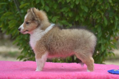 Les chiots de Shetland Sheepdog