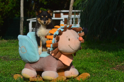 Les chiots de Shetland Sheepdog