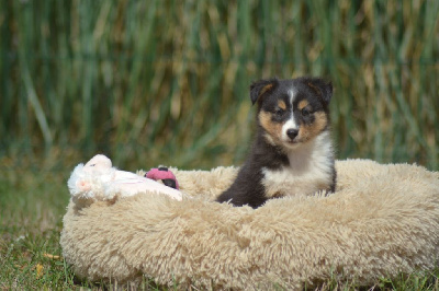 Les chiots de Shetland Sheepdog