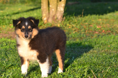 Les chiots de Shetland Sheepdog