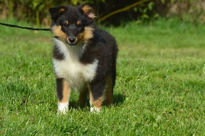 Les chiots de Shetland Sheepdog