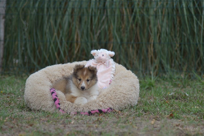 Les chiots de Shetland Sheepdog