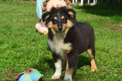 Les chiots de Shetland Sheepdog