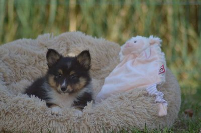Les chiots de Shetland Sheepdog
