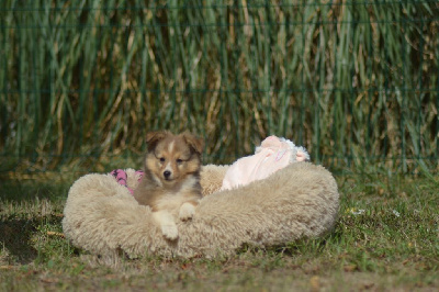 Les chiots de Shetland Sheepdog