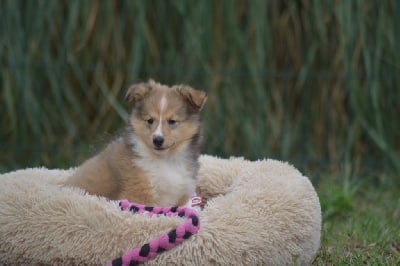 Les chiots de Shetland Sheepdog