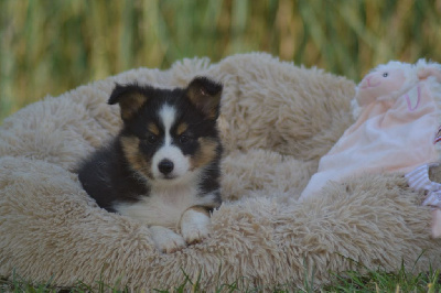 Les chiots de Shetland Sheepdog