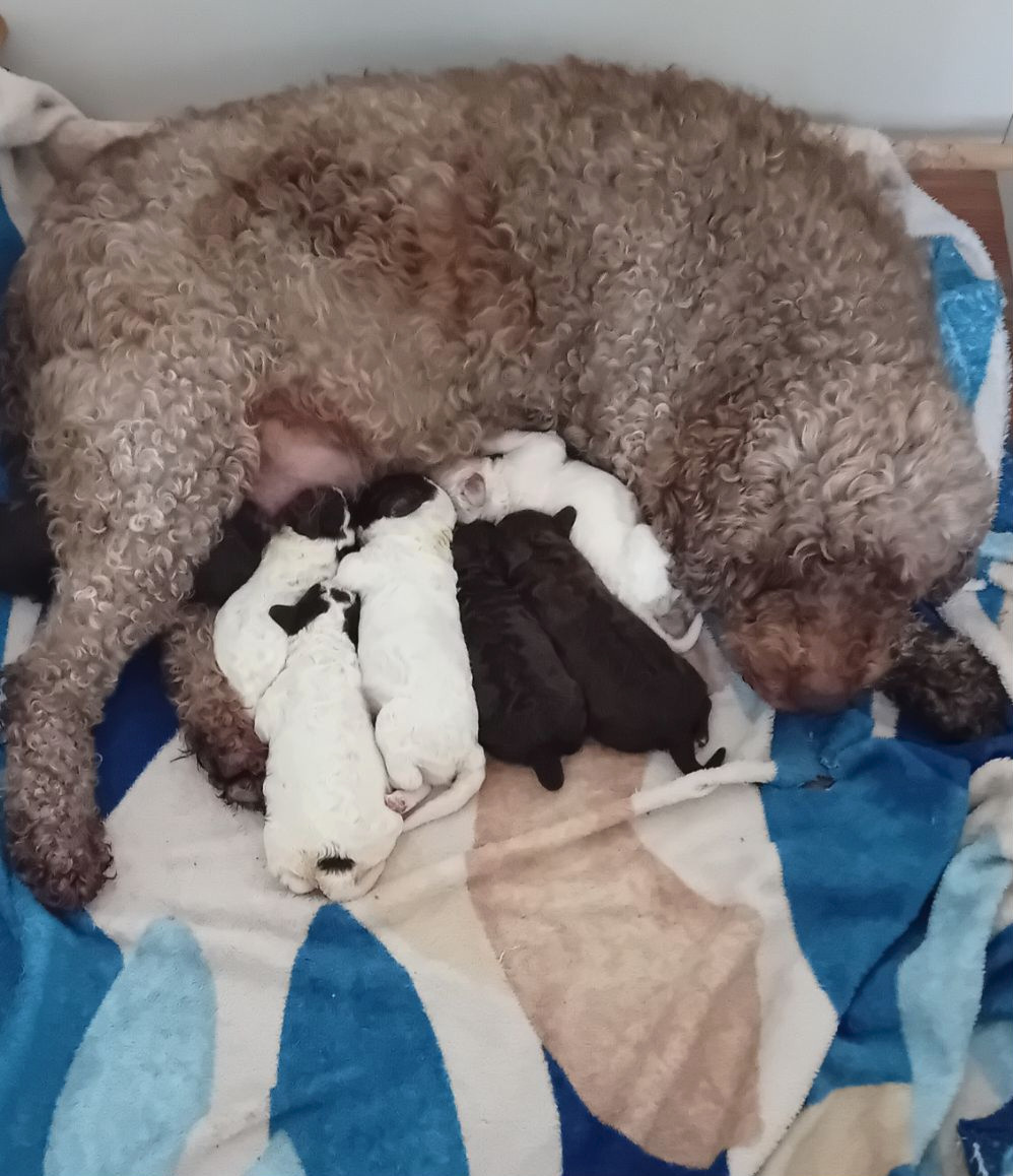 Lagotto Romagnolo - de la Colline de Montboyer