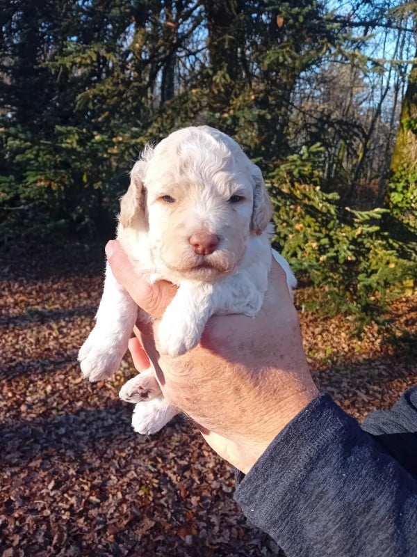 CHIOT 1 - Lagotto Romagnolo