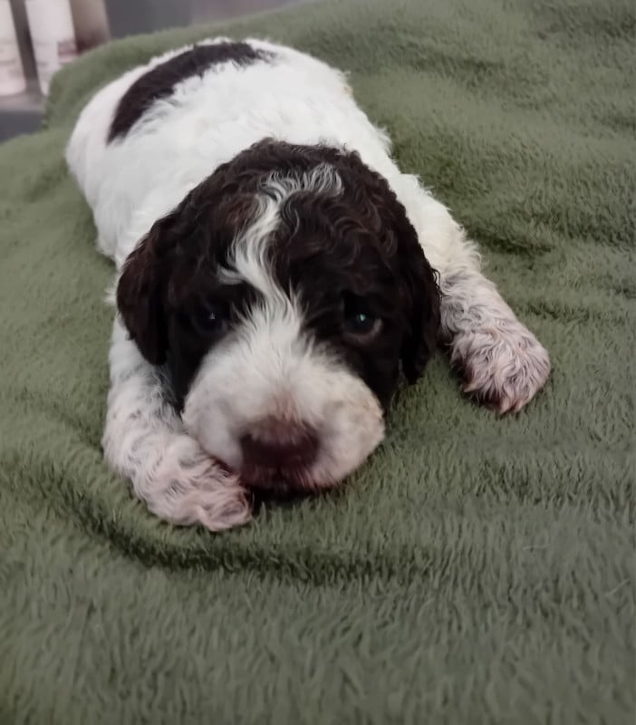 Chiot N°1 - Lagotto Romagnolo