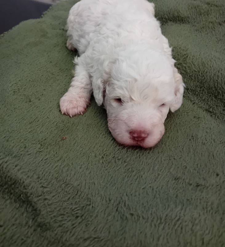 Chiot N°3 - Lagotto Romagnolo