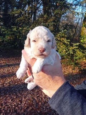 Les chiots de Lagotto Romagnolo