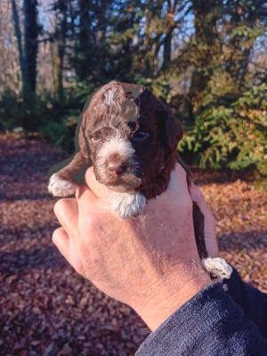 Les chiots de Lagotto Romagnolo