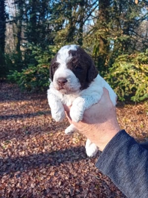 Les chiots de Lagotto Romagnolo