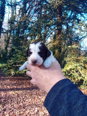 Les chiots de Lagotto Romagnolo