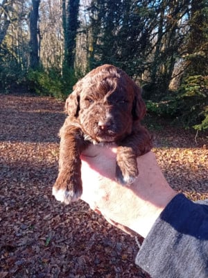 Les chiots de Lagotto Romagnolo