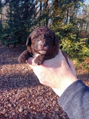 Les chiots de Lagotto Romagnolo