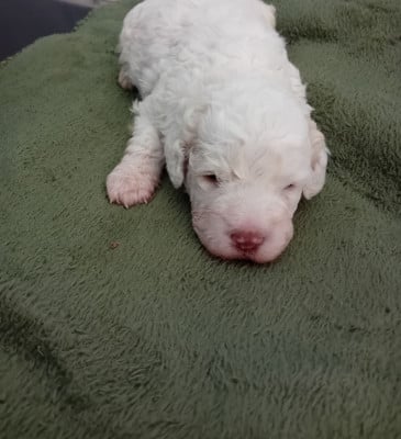 Les chiots de Lagotto Romagnolo